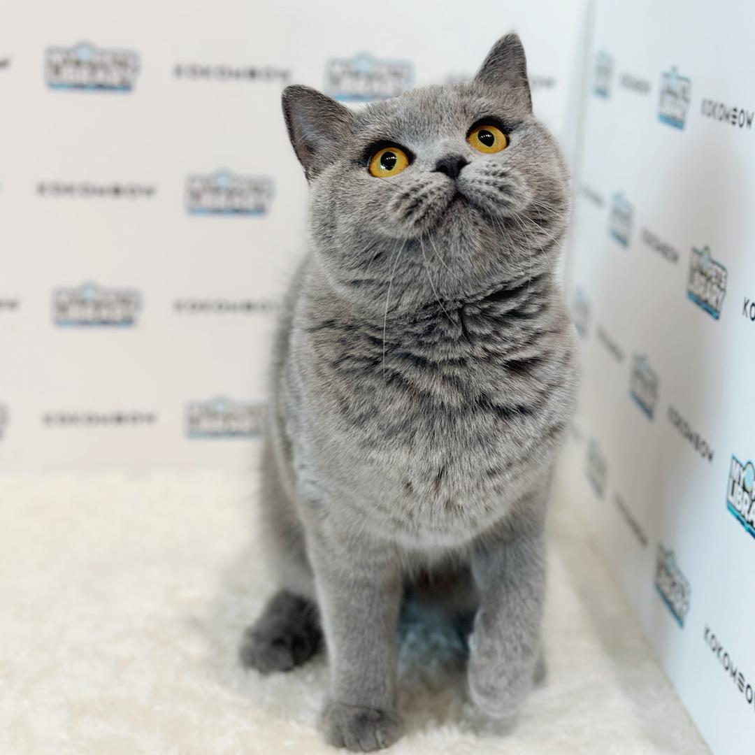 British Shorthair Kitten