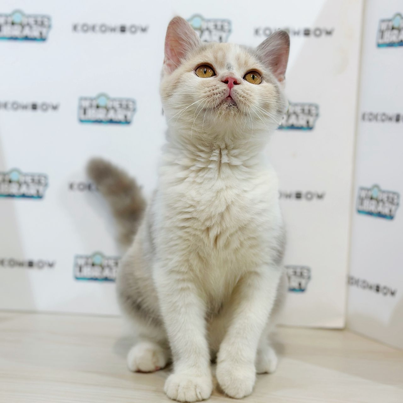 British Shorthair Kitten