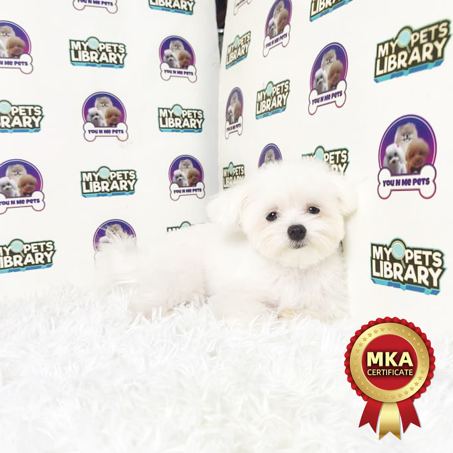 MKA Tiny Maltese Puppy