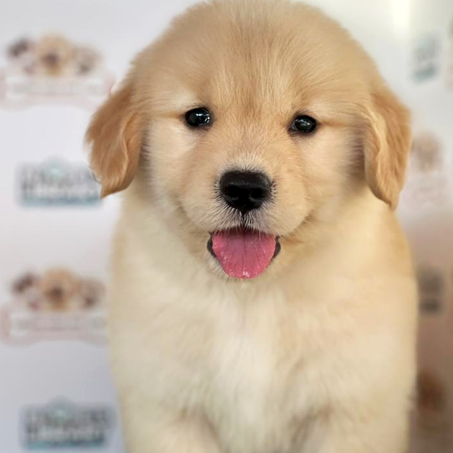 Golden Retriever Puppy