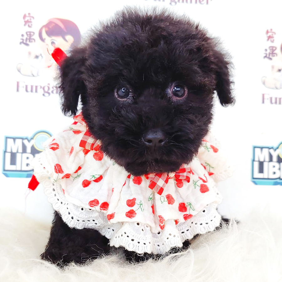 Poodle Puppy