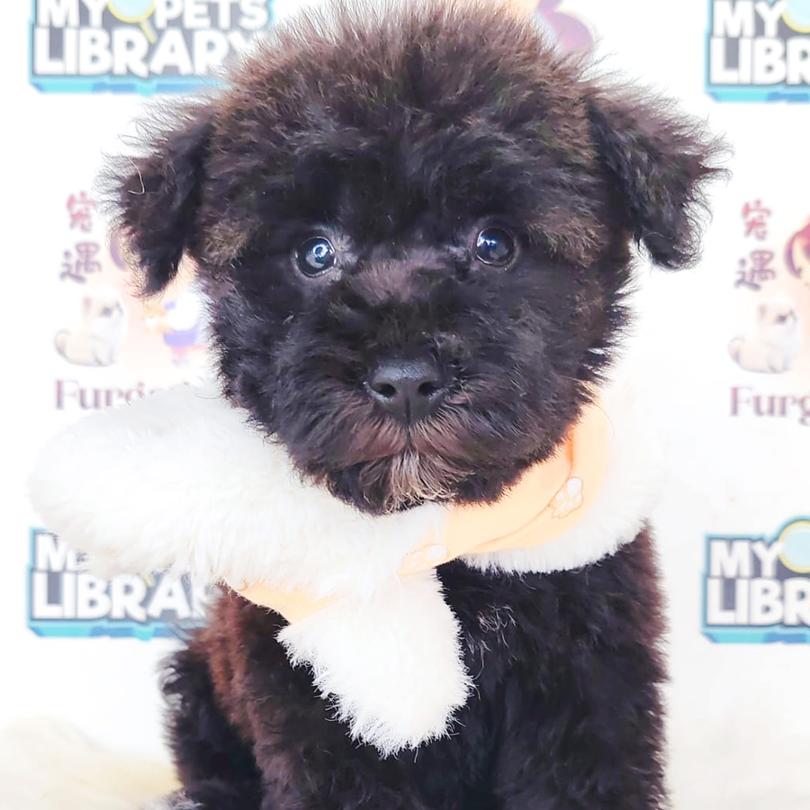 Poodle Puppy