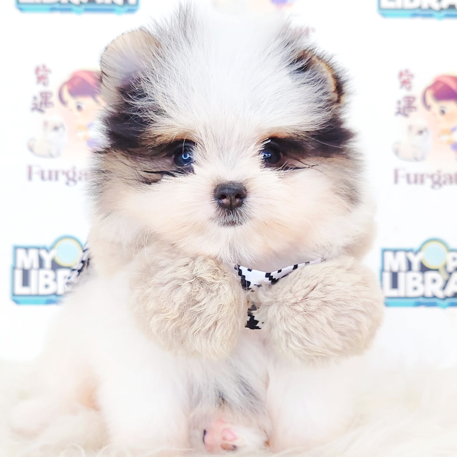 Tiny Pomapoo Puppy