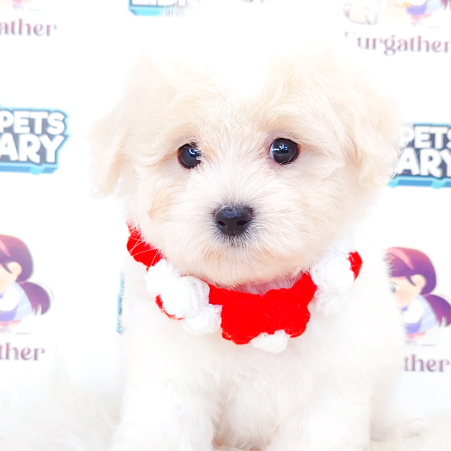 Maltipoo Puppy
