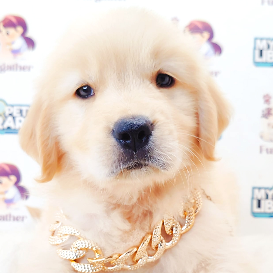 Golden Retriever Puppy