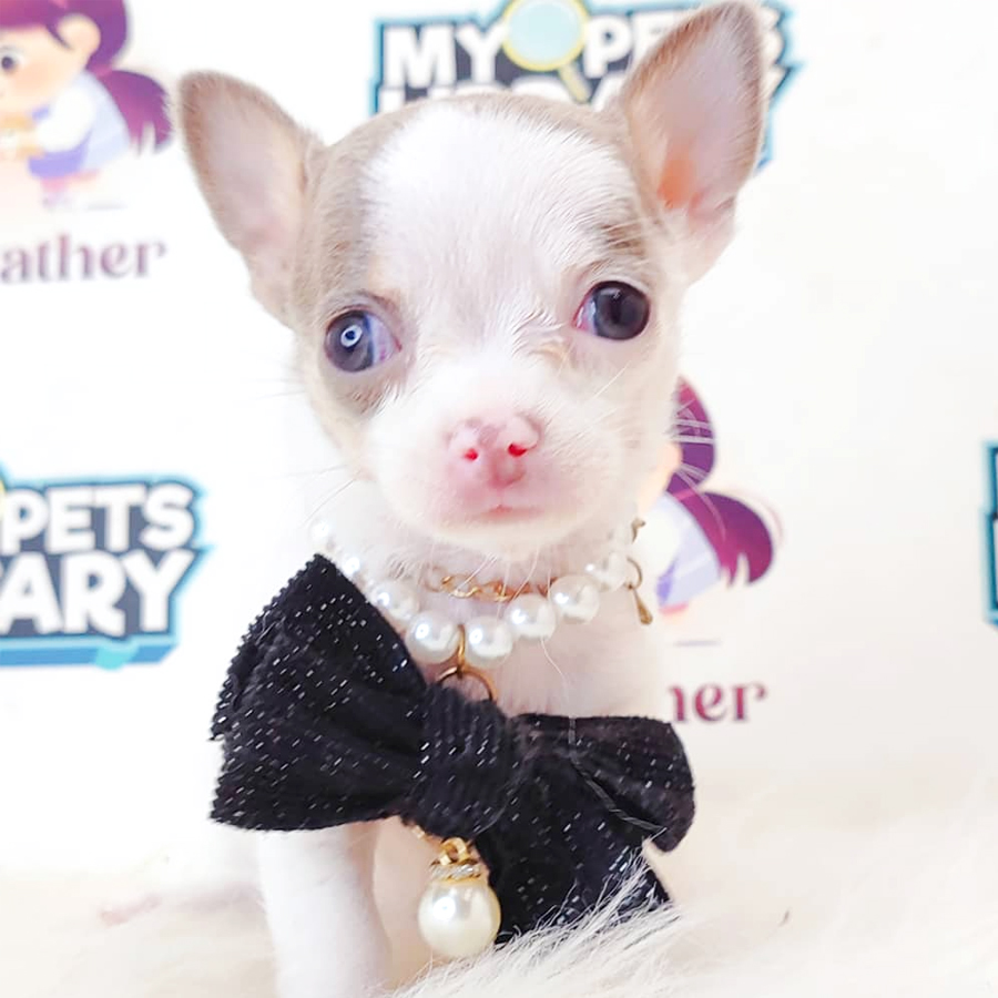 Short Coat Chihuahua Puppy