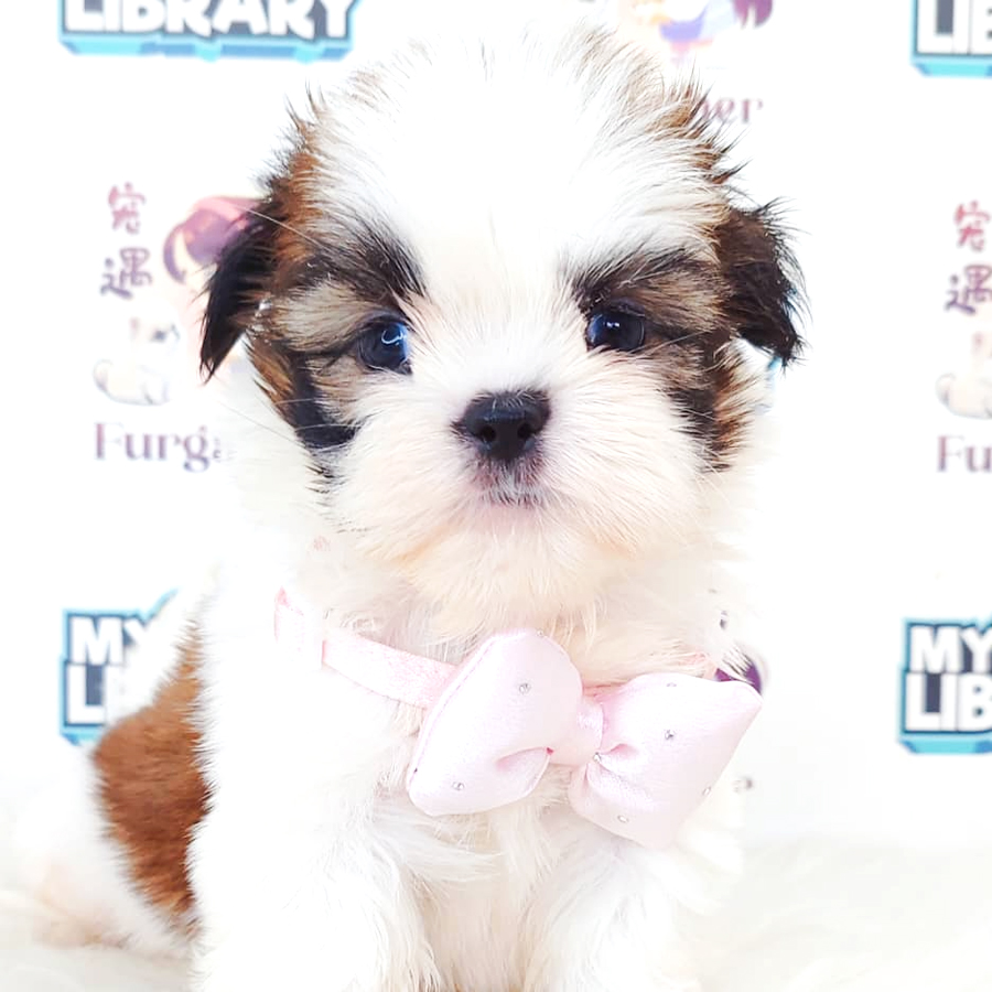 Shih Tzu Puppy