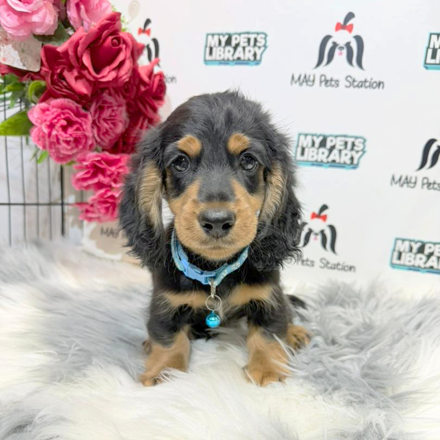 Dachshund Puppy