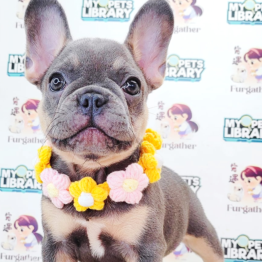 French Bulldog Puppy