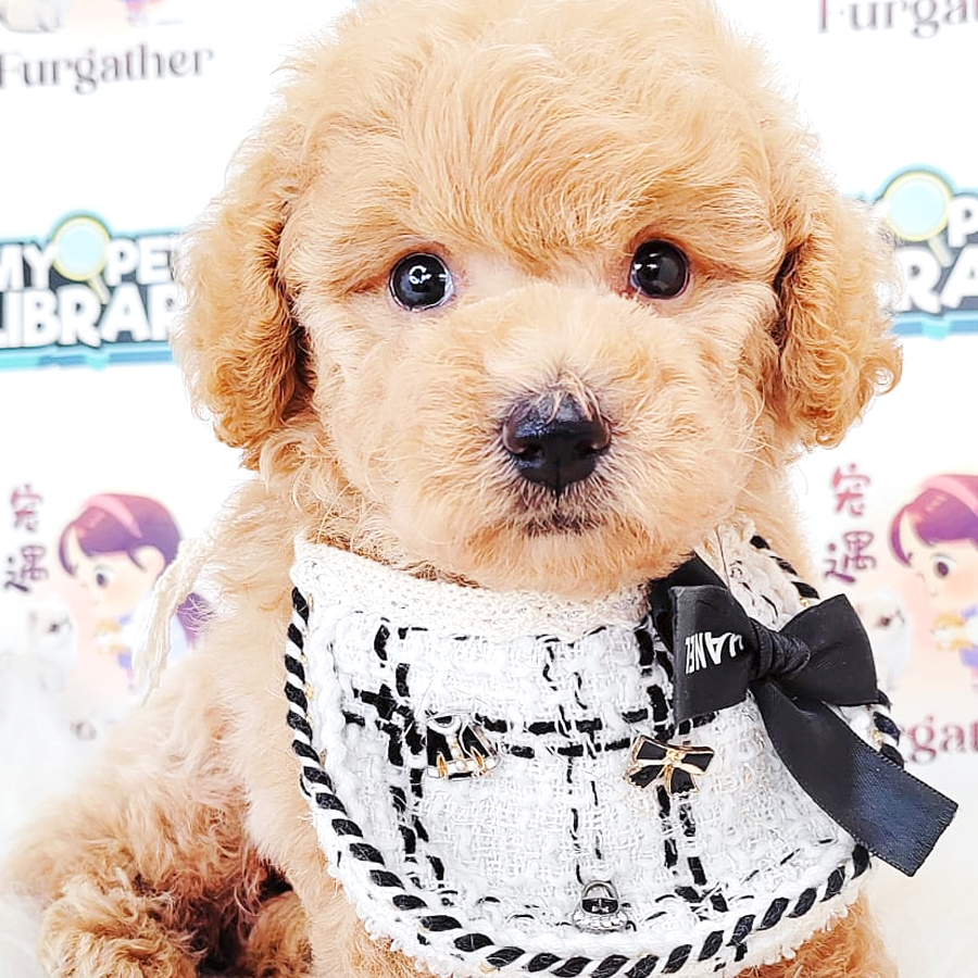 Poodle Puppy