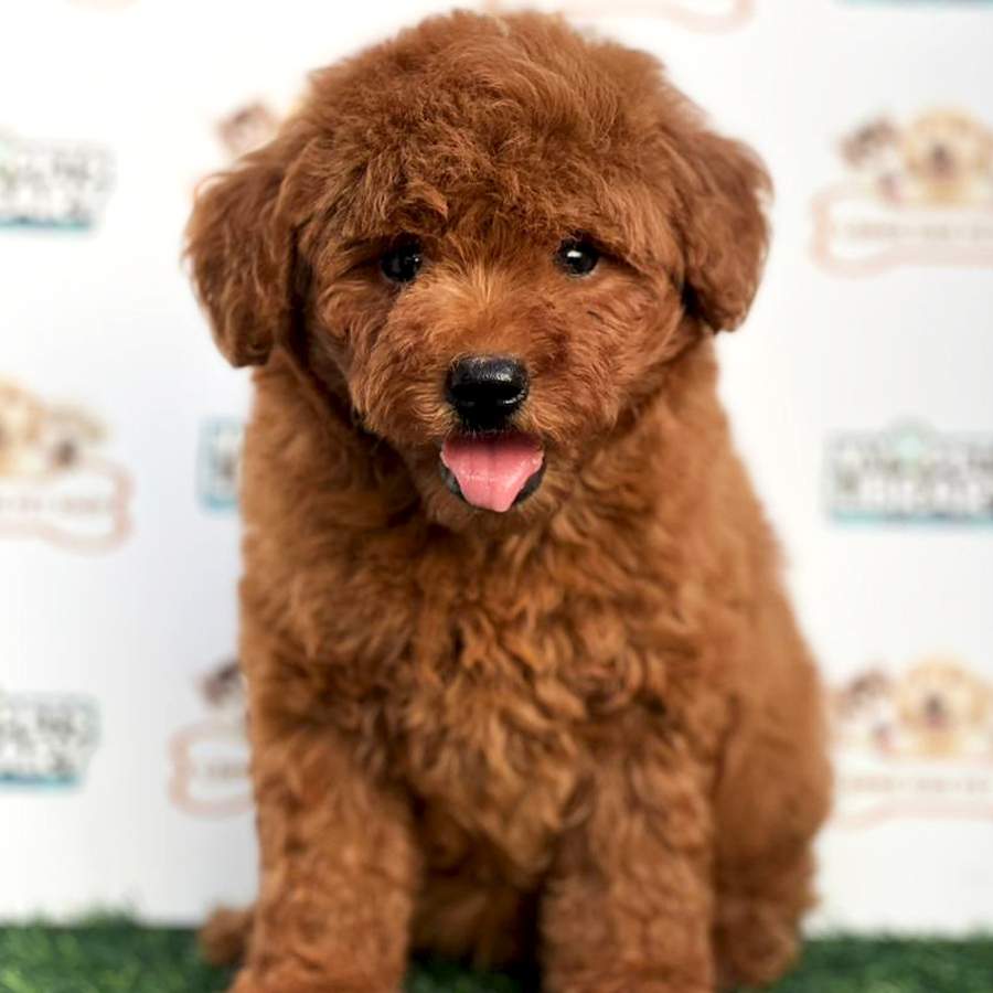 Toy Poodle Puppy