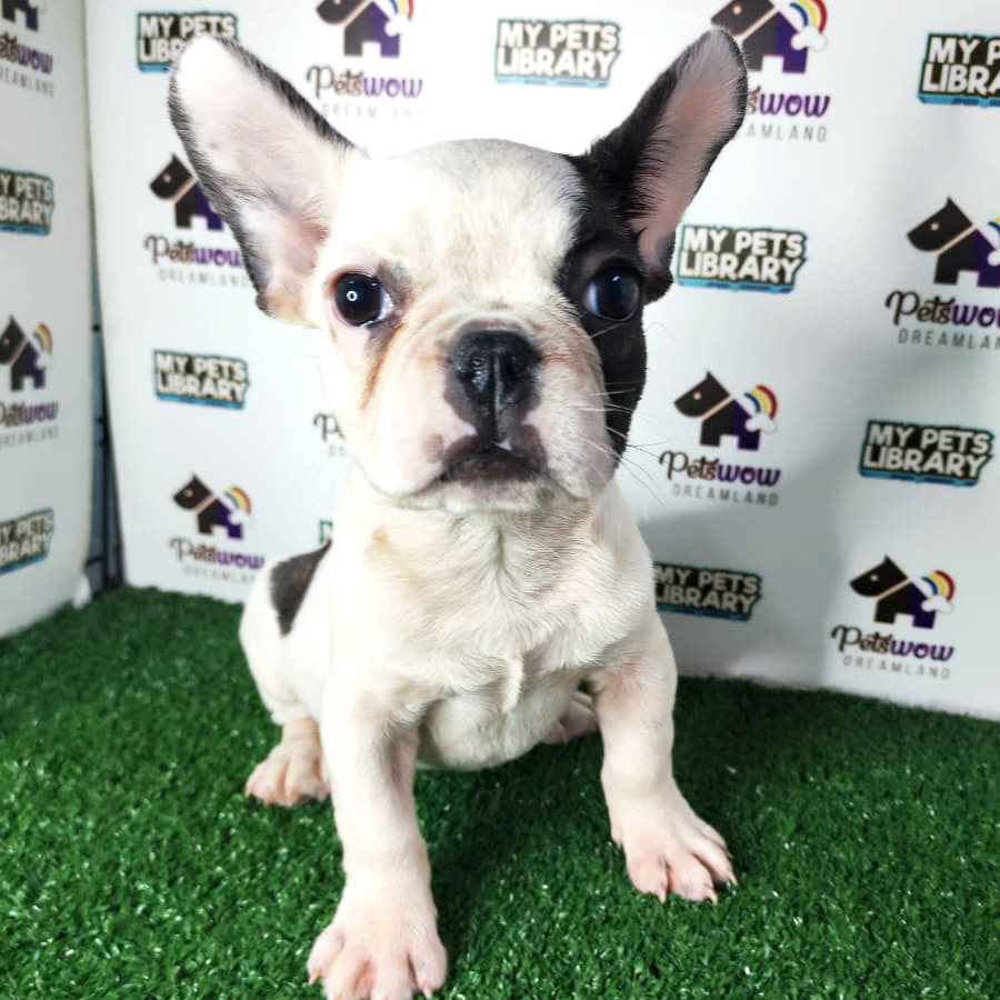 French Bulldog Puppy