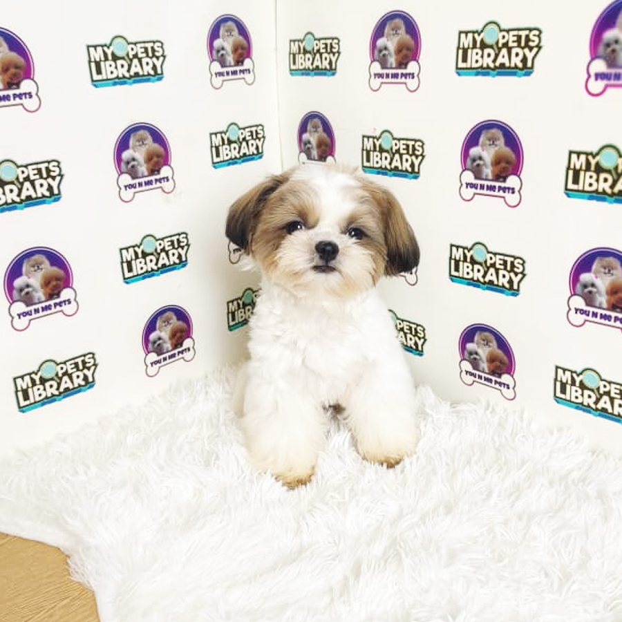 Shih Tzu Puppy