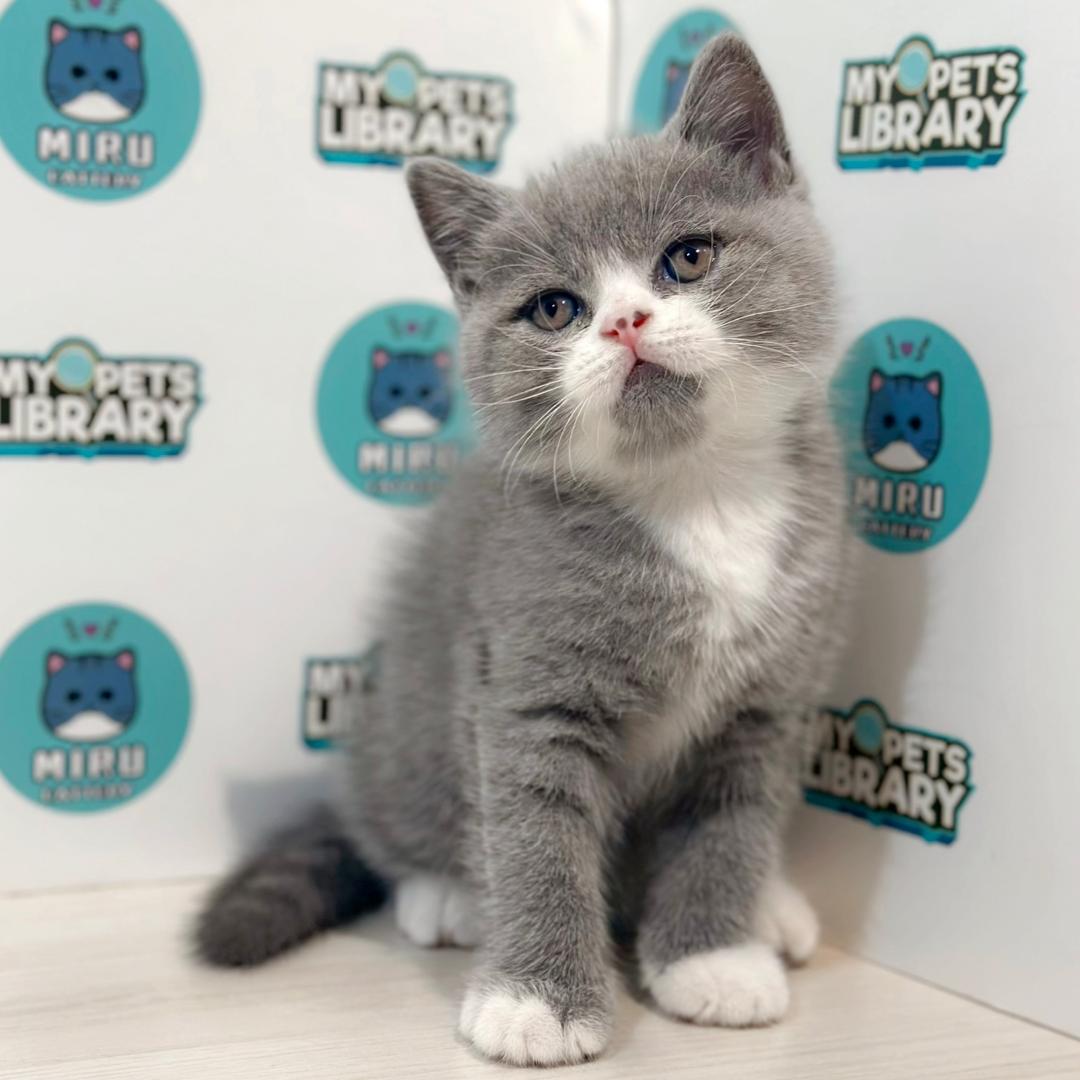 British Shorthair Kitten