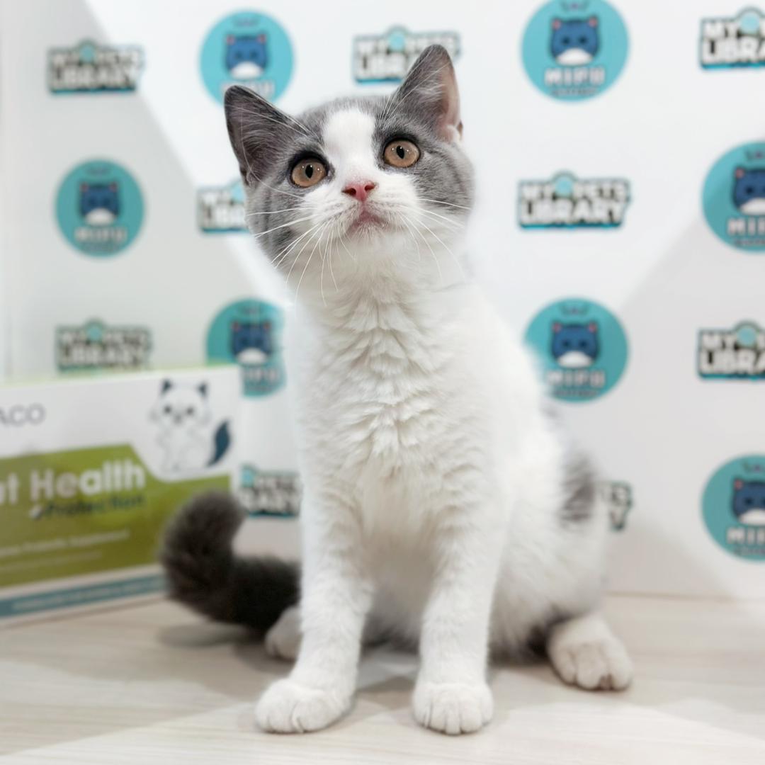 British Shorthair Kitten