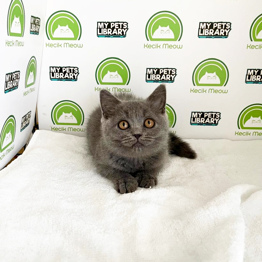 British Shorthair Kitten