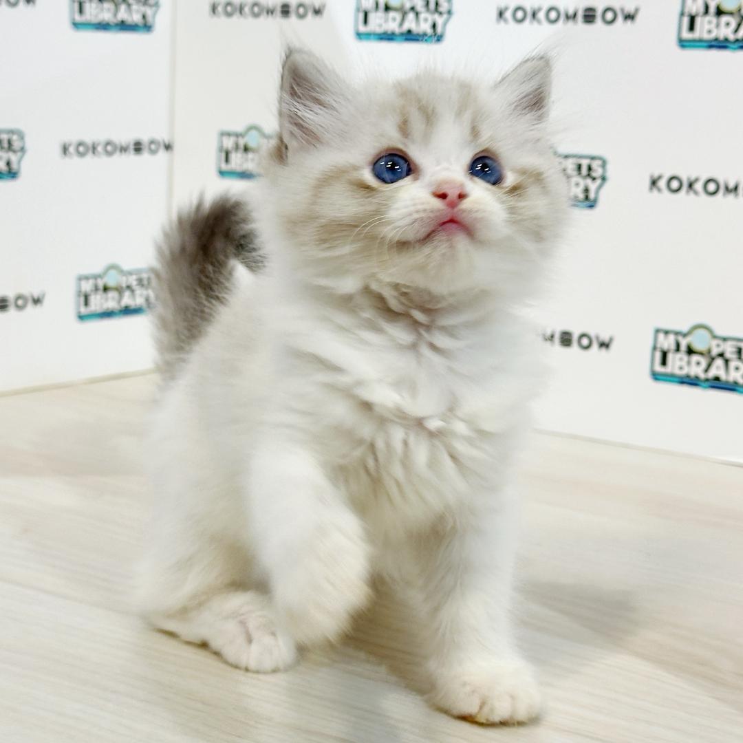 Ragdoll Kitten