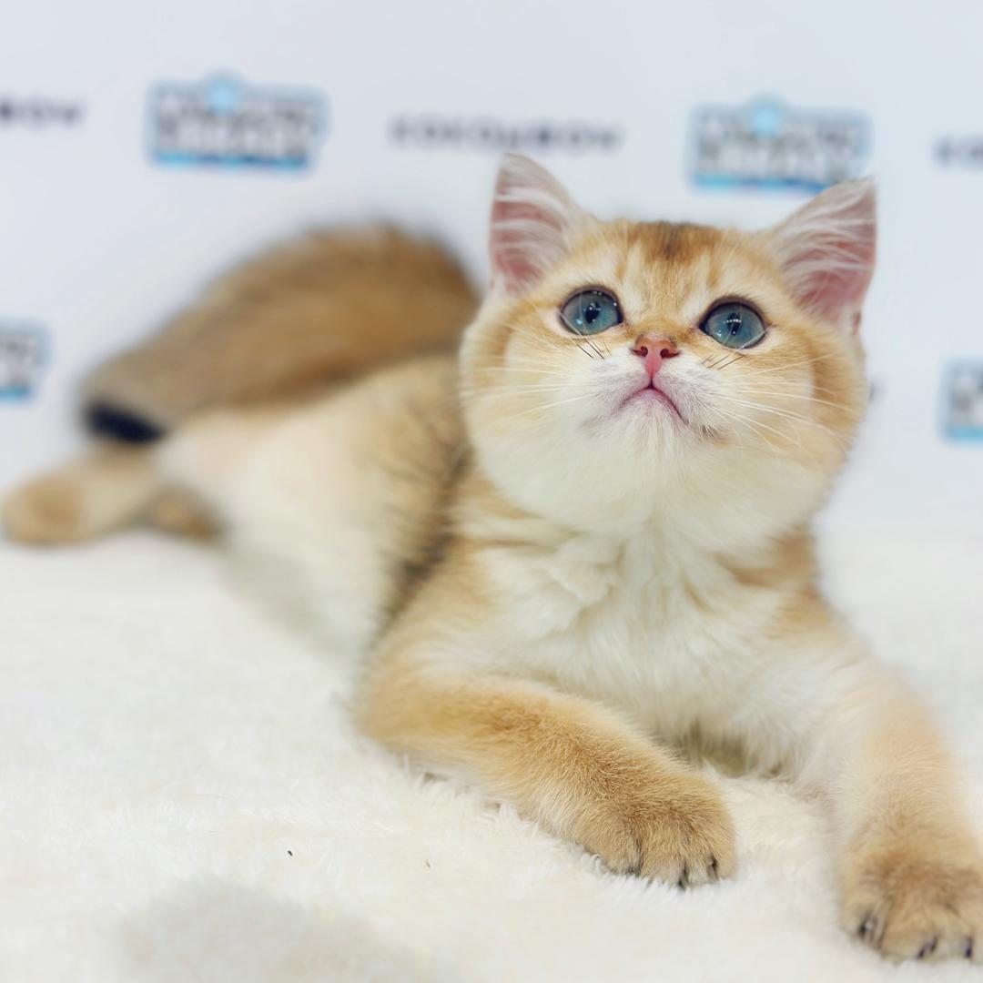 British Shorthair Kitten