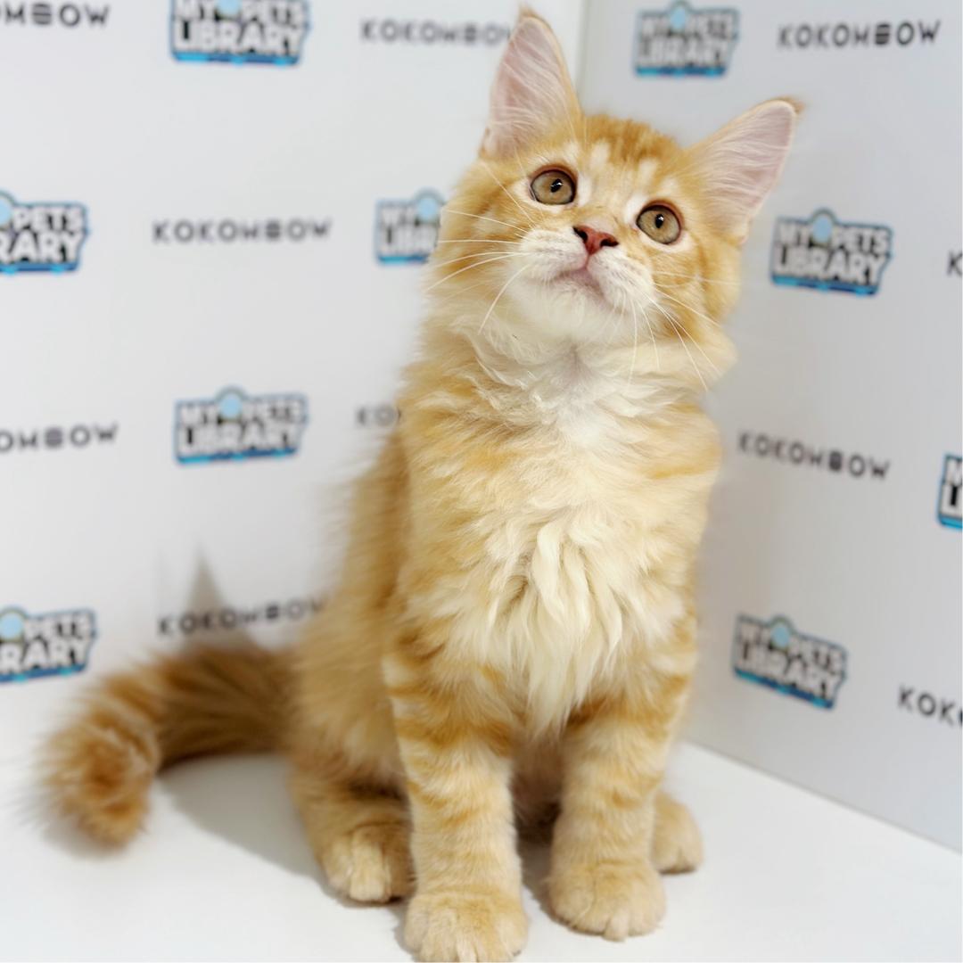 Maine Coon Persian  Kitten