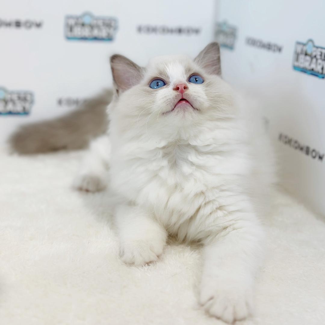 Ragdoll Kitten