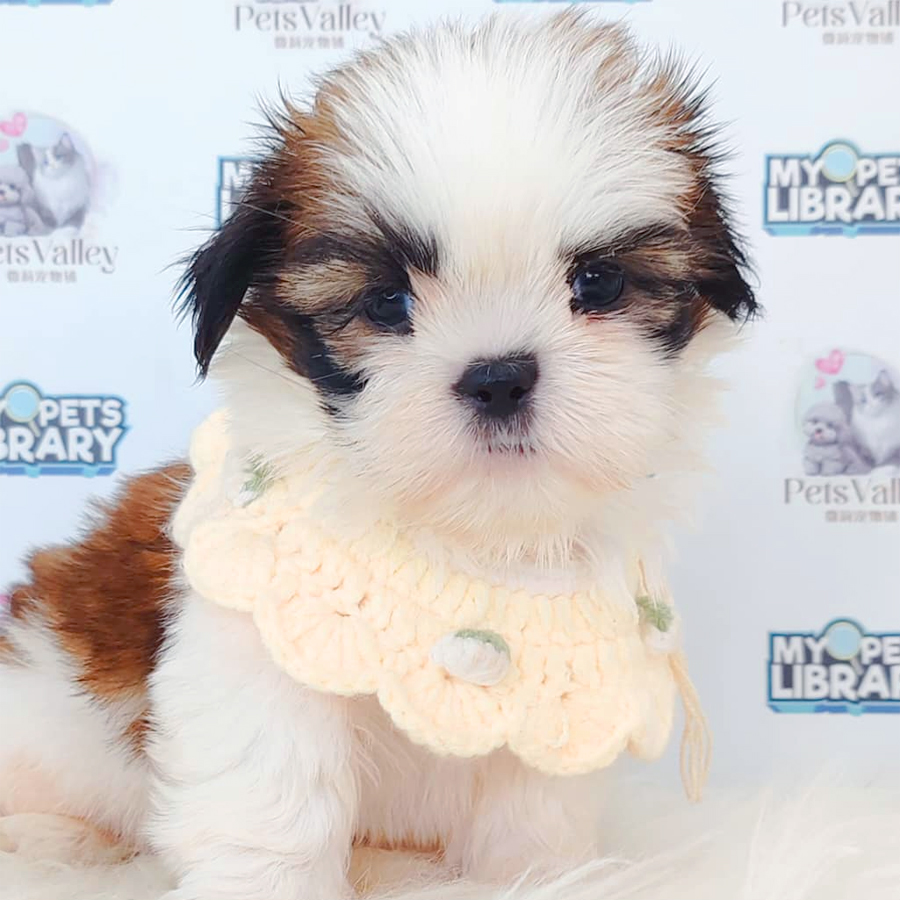 Shih Tzu Puppy