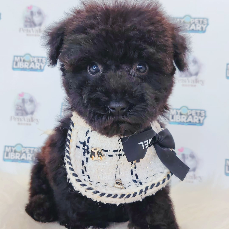 Toy Poodle Puppy