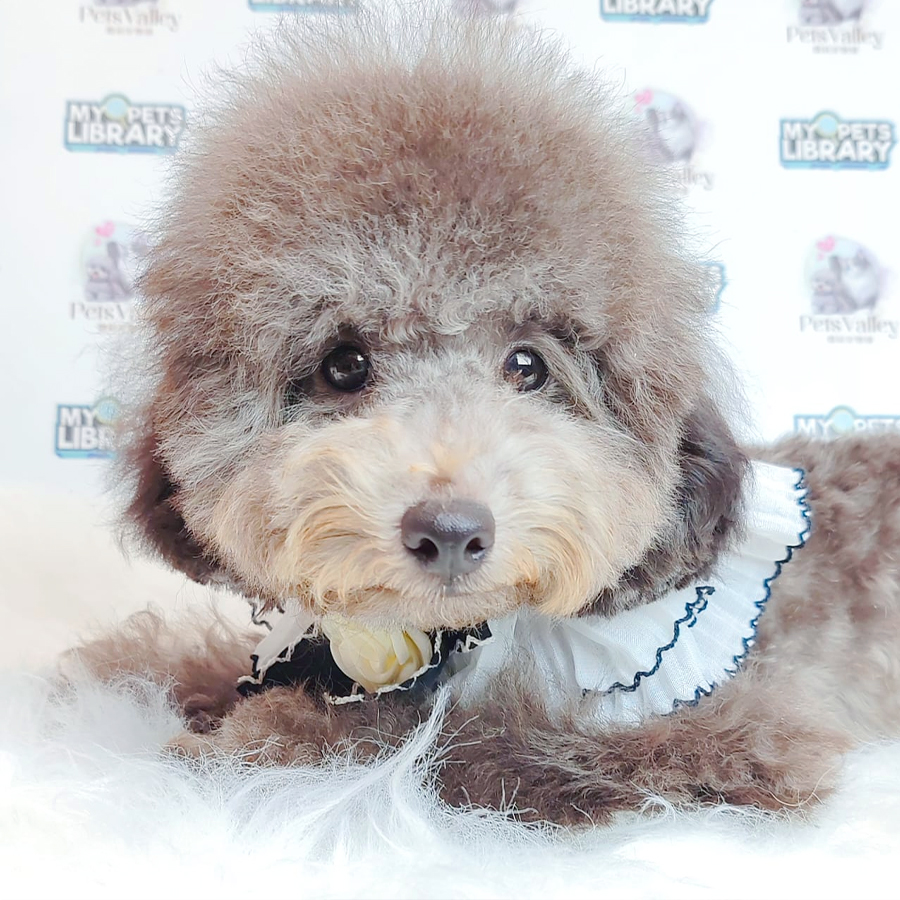 Toy Poodle Puppy