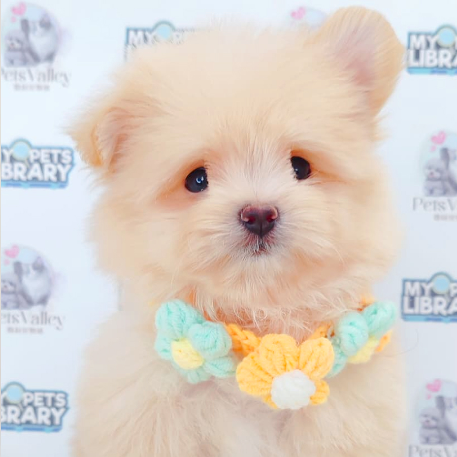 Pomapoo Puppy