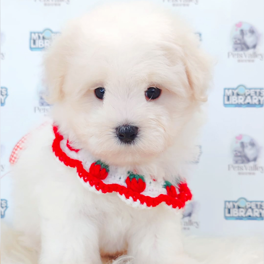 Maltipoo Puppy