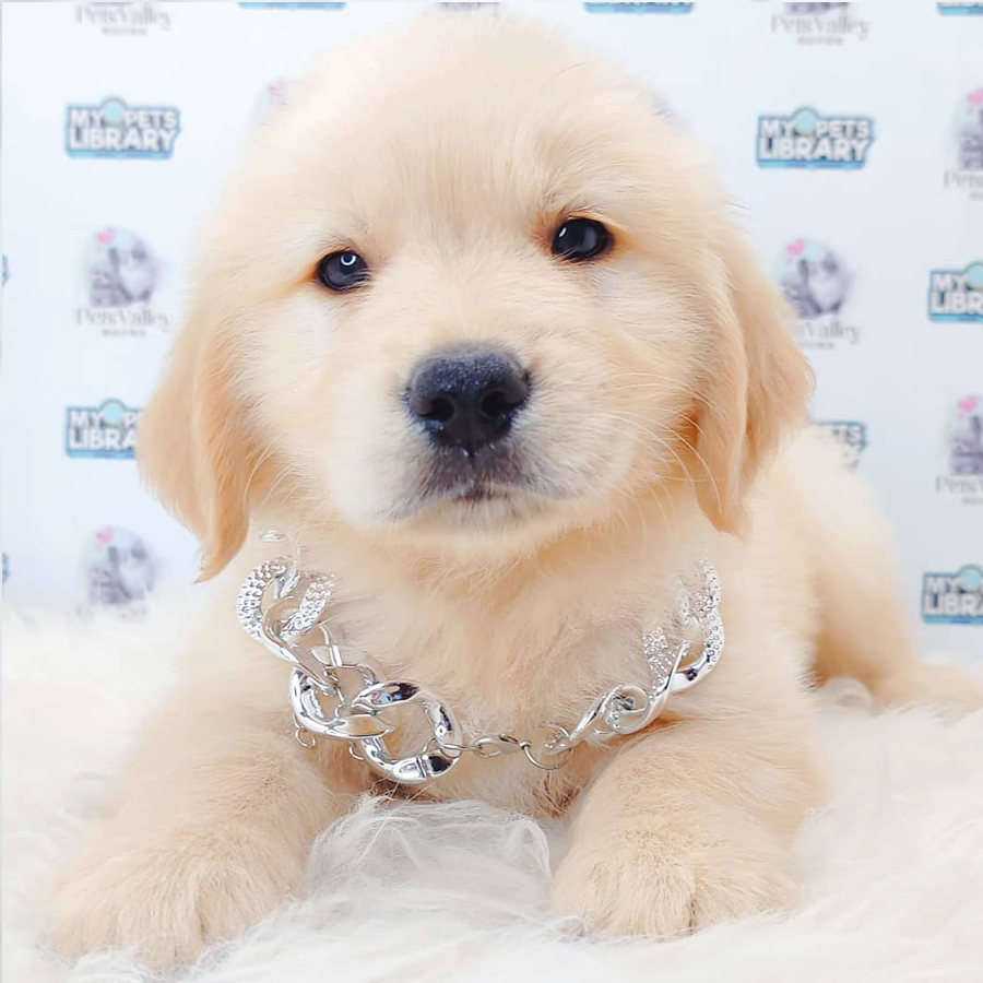 Golden Retriever Puppy