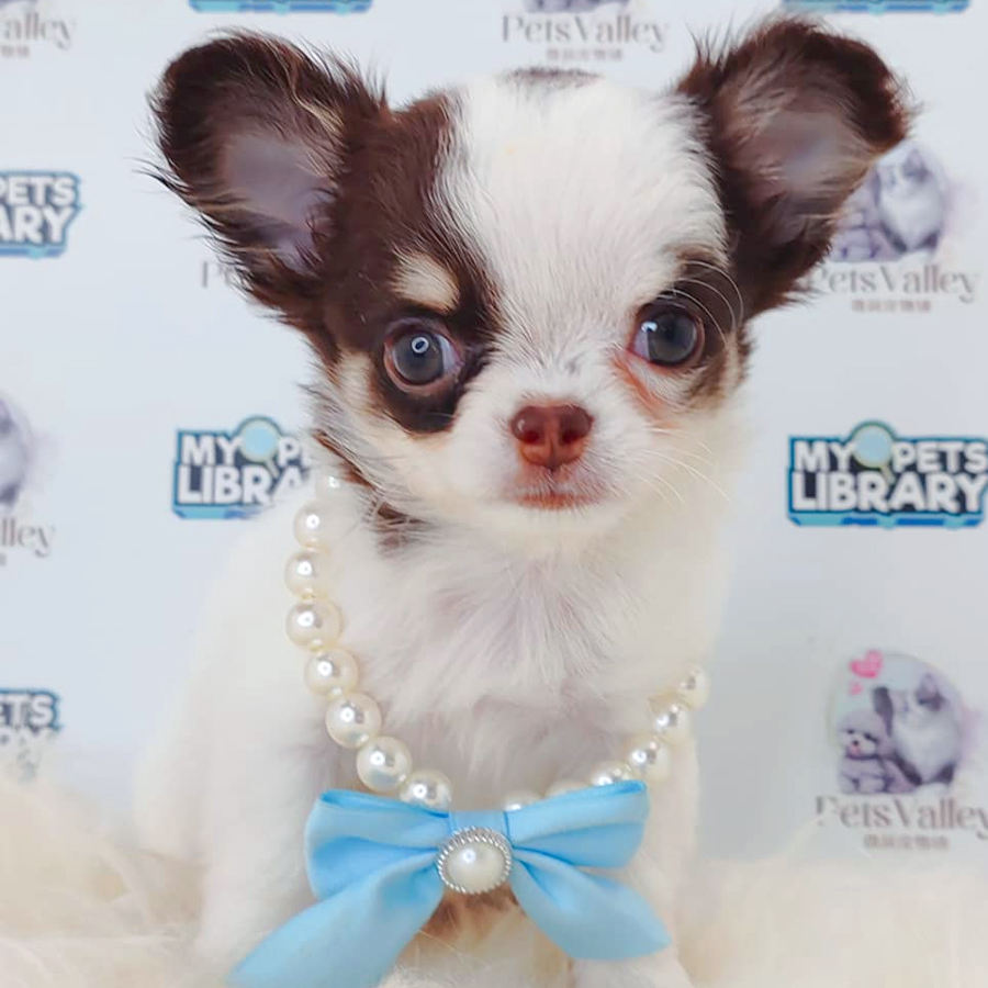 Long Coat Chihuahua Puppy