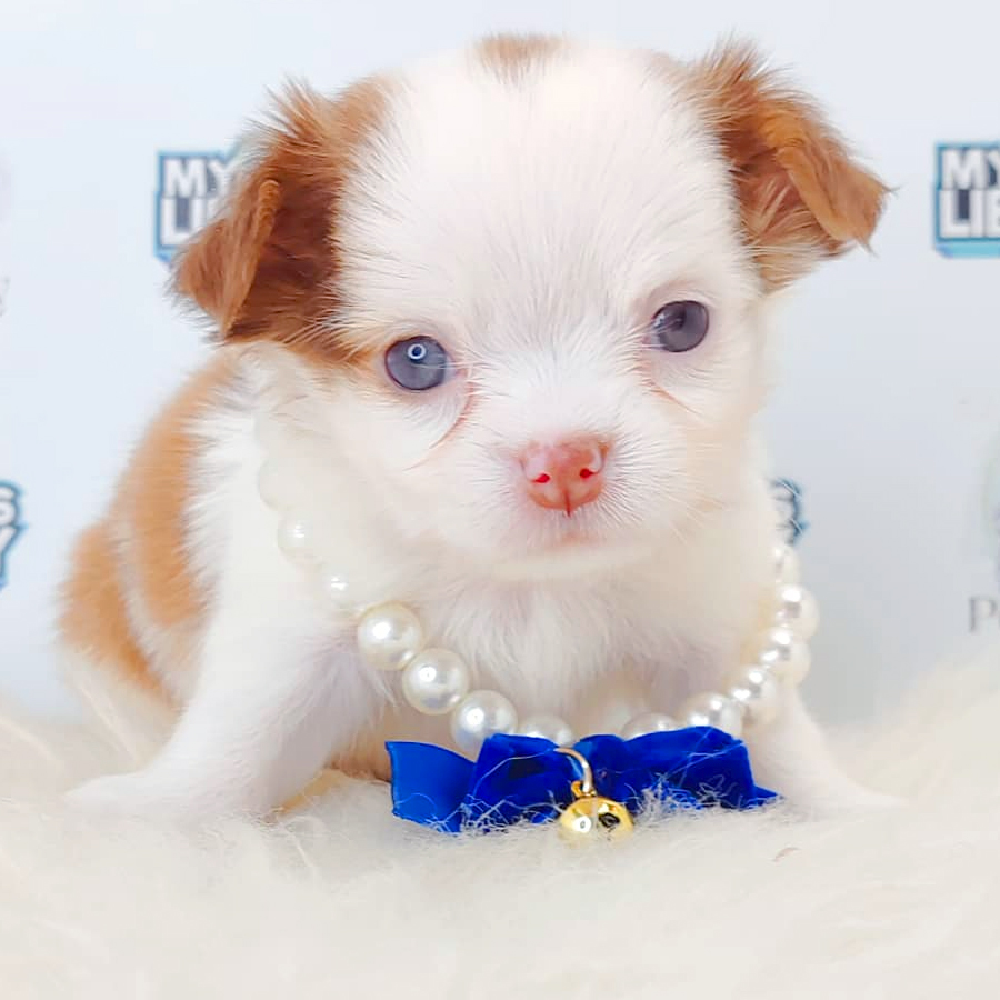 Long Coat Chihuahua Puppy
