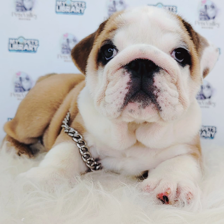 English Bulldog Puppy