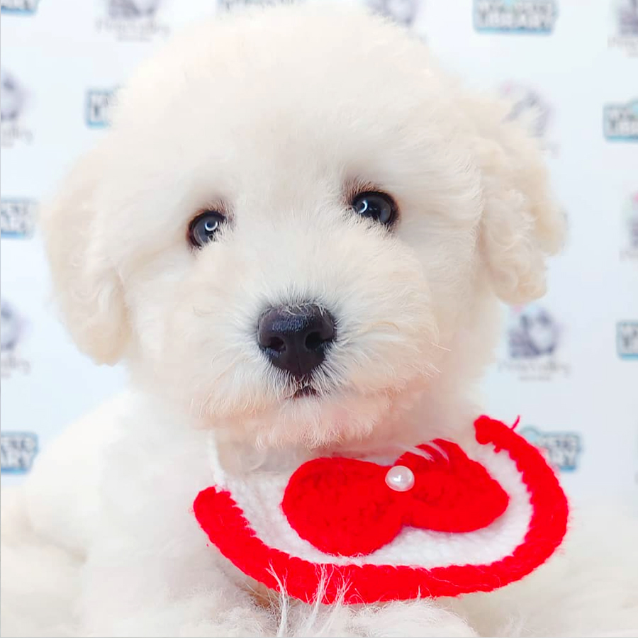 Toy Poodle Puppy