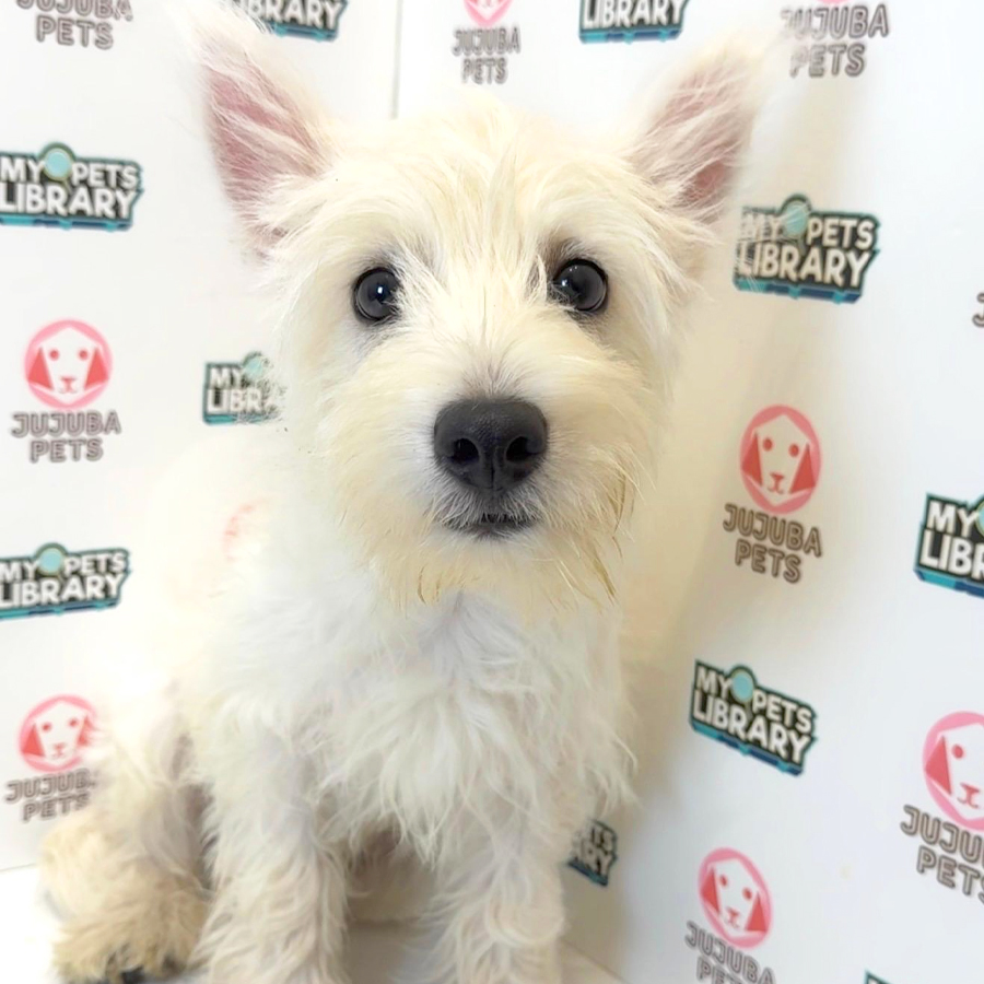 West Highland Terrier Puppy