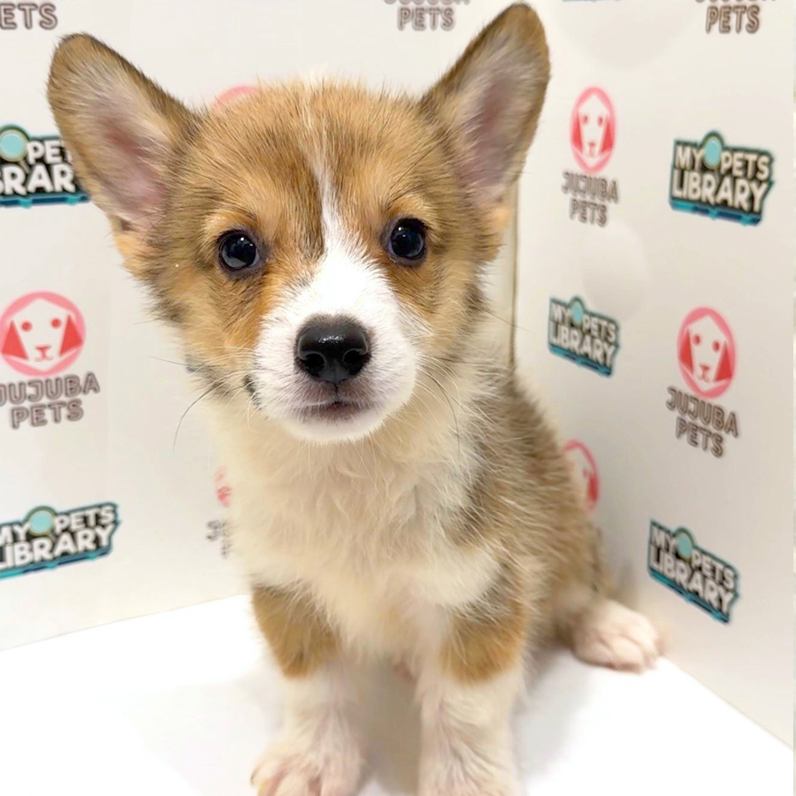Welsh Corgi Puppy