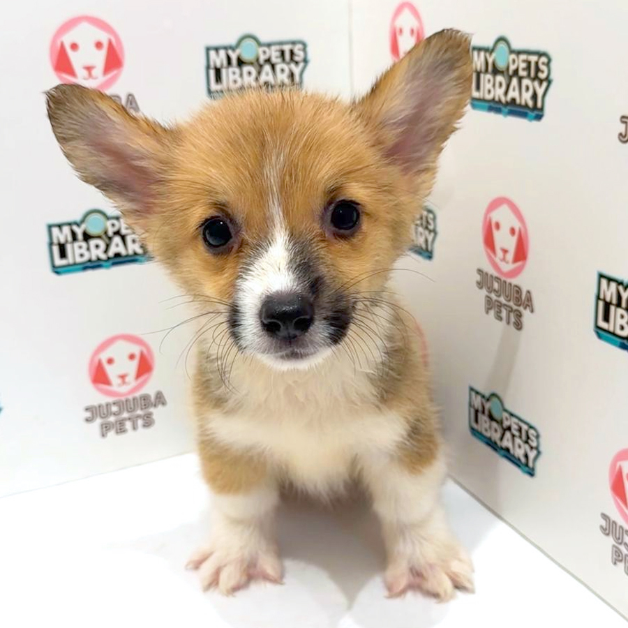 Welsh Corgi Puppy