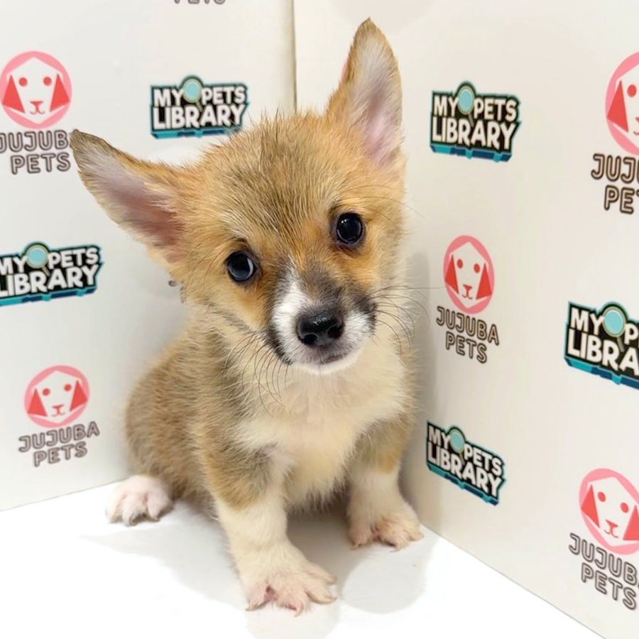 Welsh Corgi Puppy