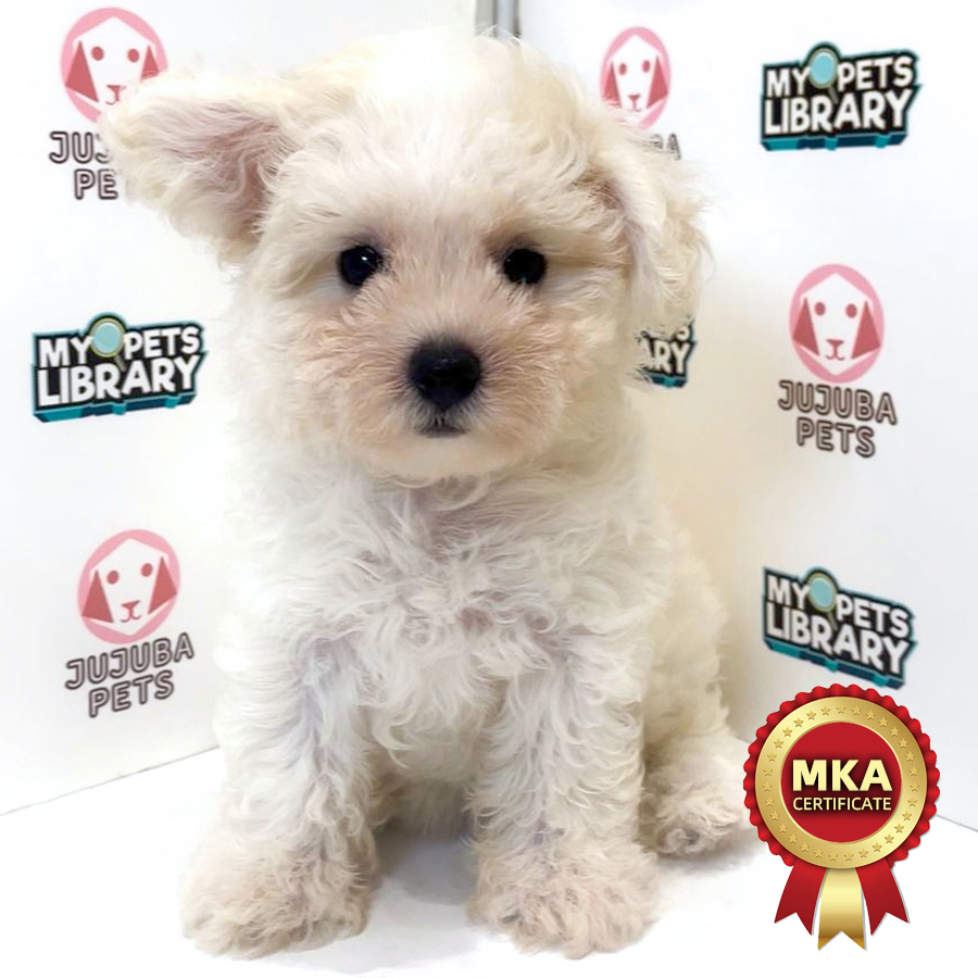 MKA Bichon Frise Puppy