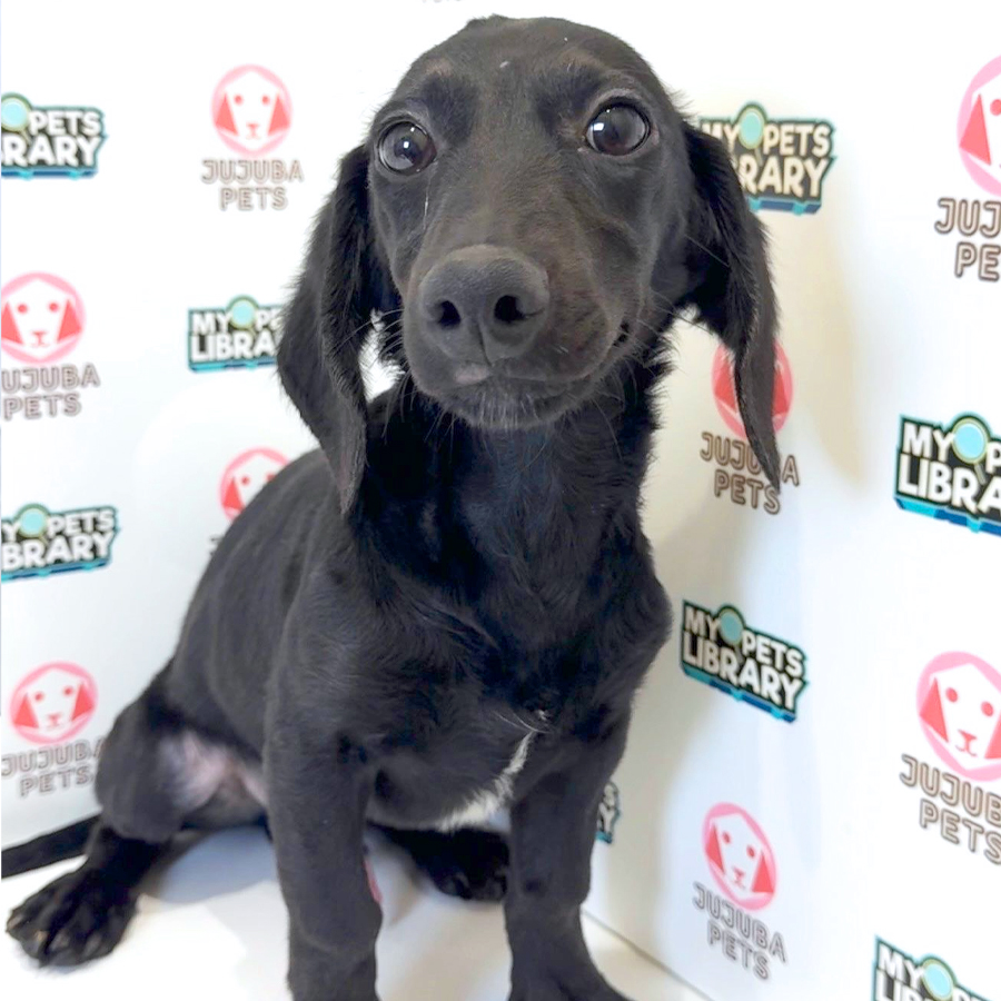Dachshund Puppy