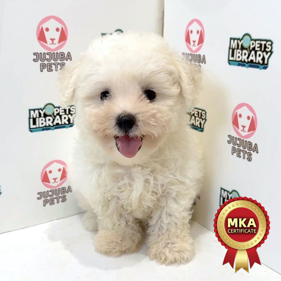 MKA Bichon Frise Puppy