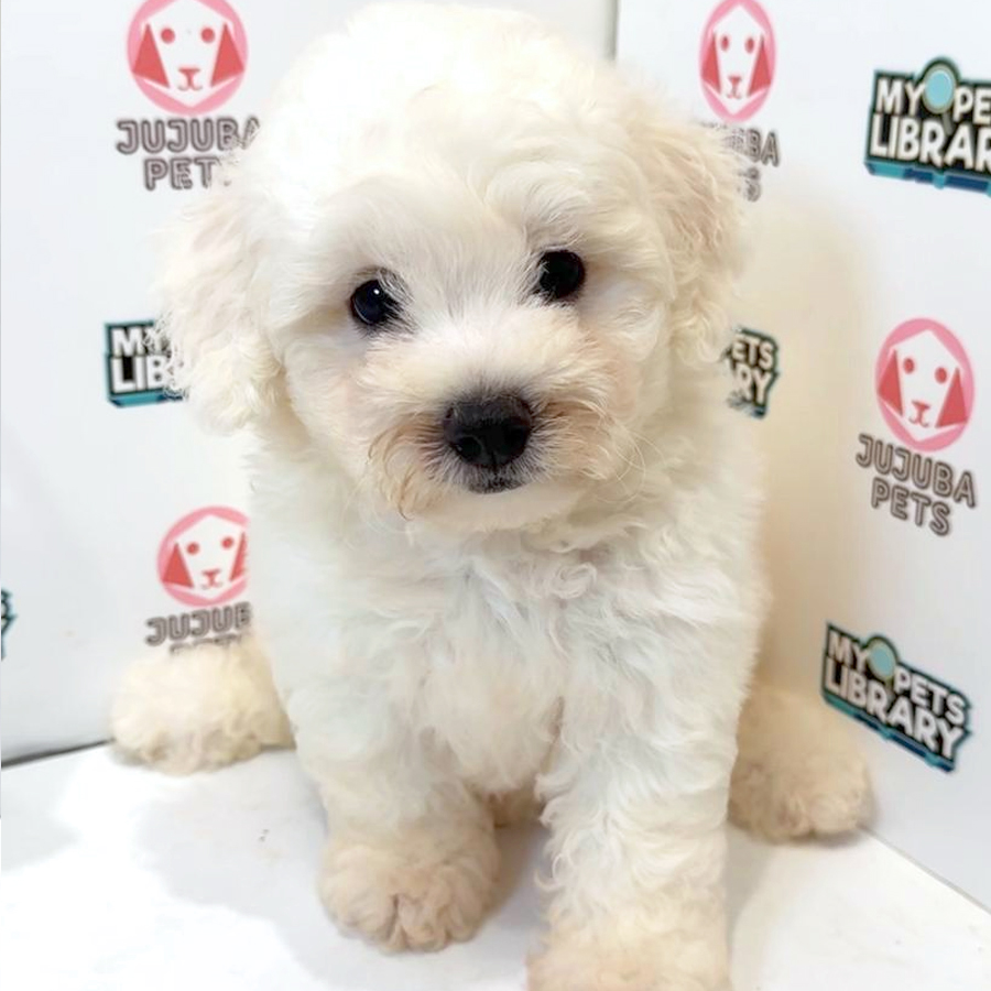 Bichon Frise Puppy