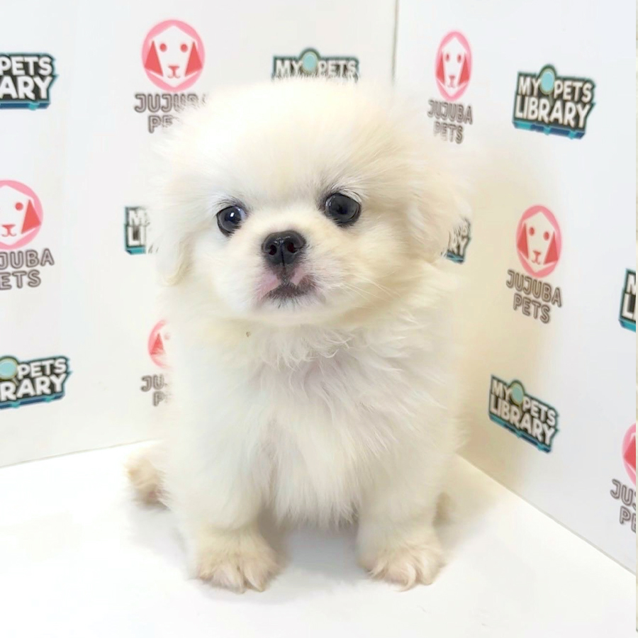 Pekingese Puppy