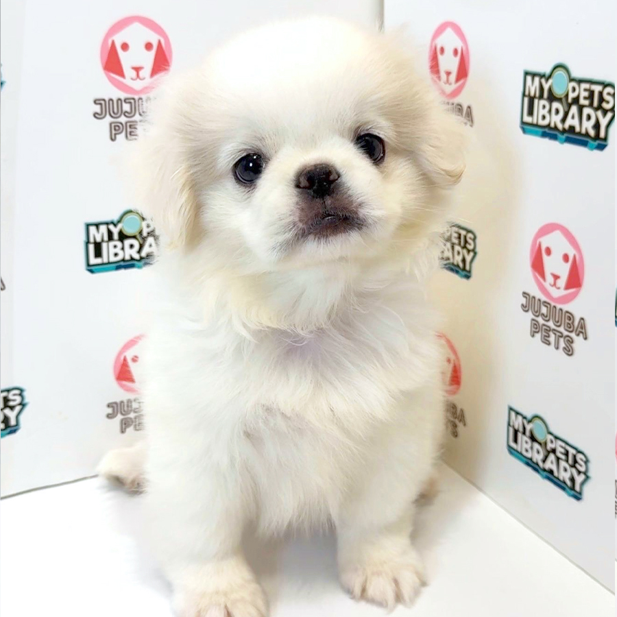 Pekingese Puppy