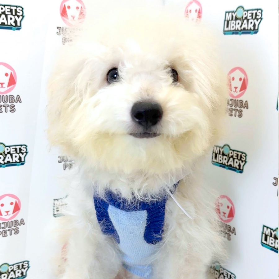 Toy Poodle Puppy
