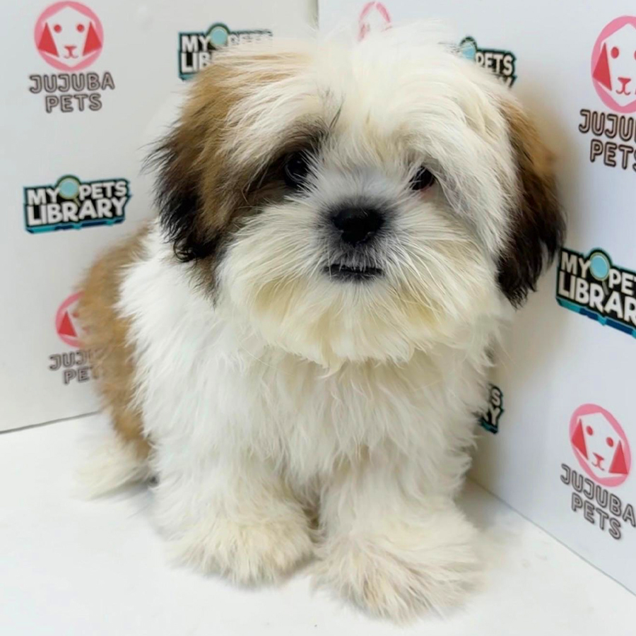 Shih Tzu Puppy