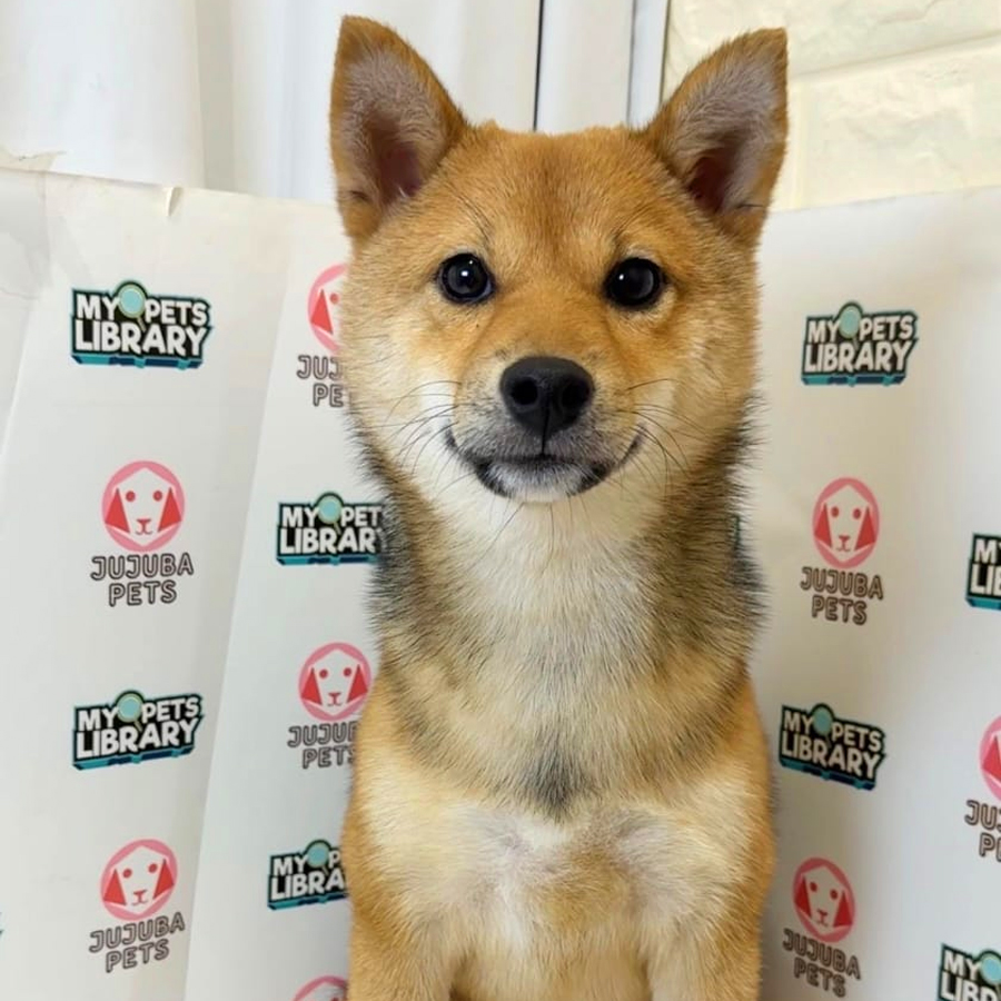 Mame Shiba Inu Puppy
