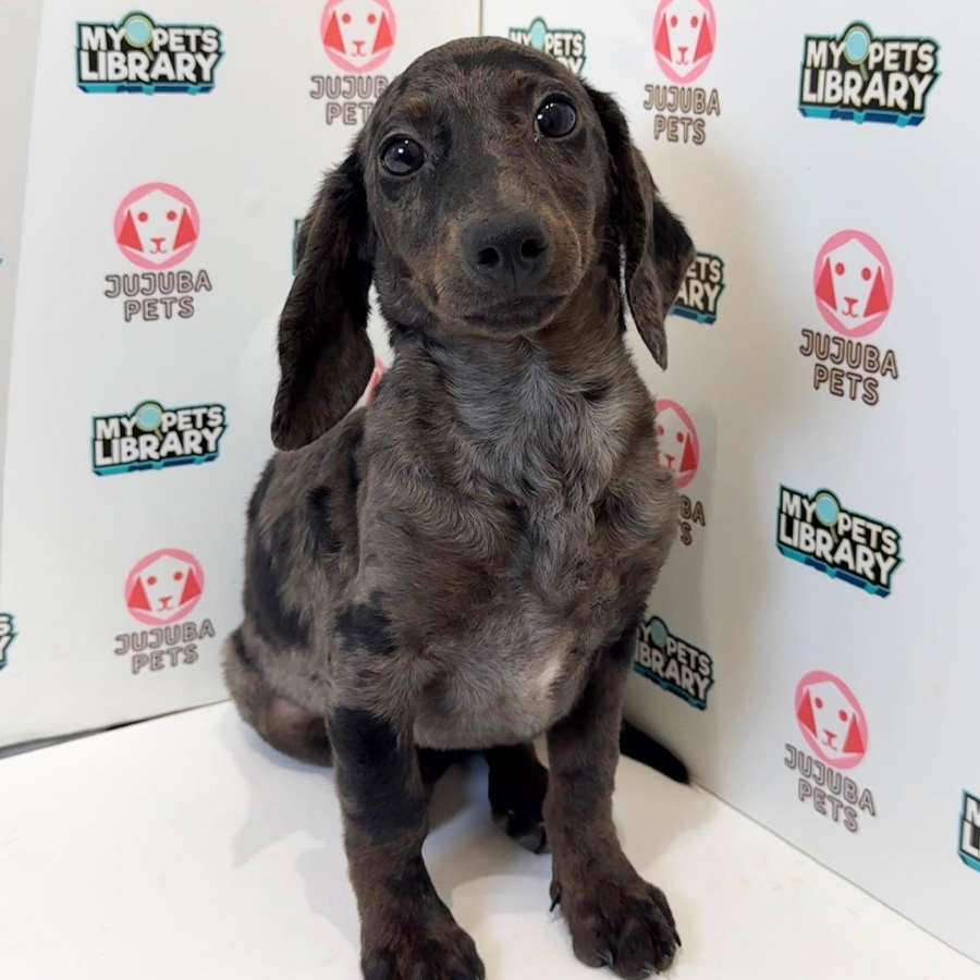 Dachshund Puppy