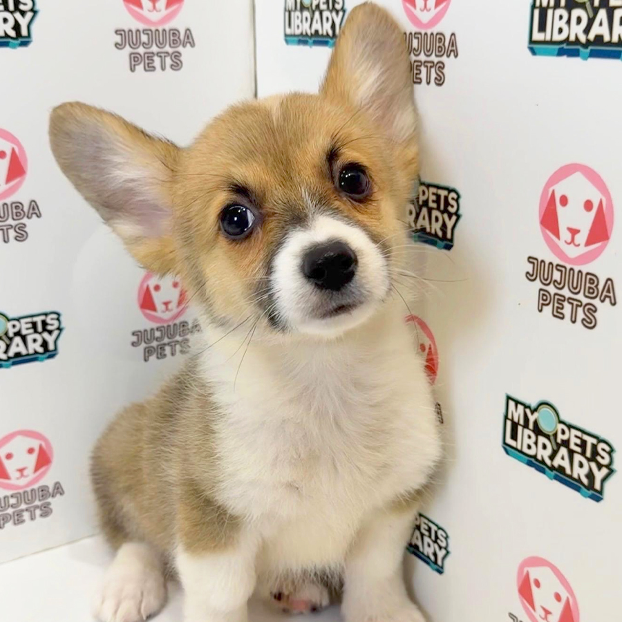 Welsh Corgi Puppy