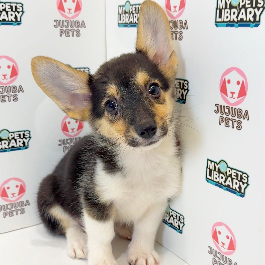 Welsh Corgi Puppy